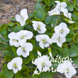 Viola sororia ‘Albiflora'
