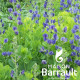 Baptisia australis ‘Caspian Blue'