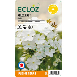 Phlox paniculata blanc ECLOZ