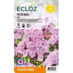 Phlox paniculata rose ECLOZ