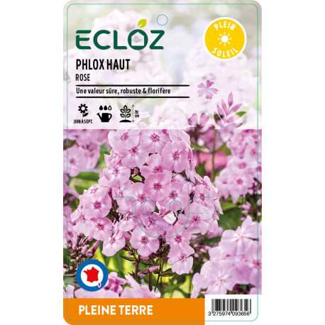 Phlox paniculata rose ECLOZ