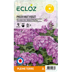 Phlox paniculata violet ECLOZ