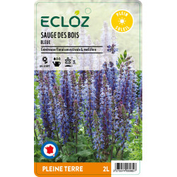 Salvia nemorosa bleu ECLOZ