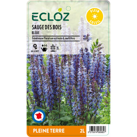 Salvia nemorosa bleu ECLOZ