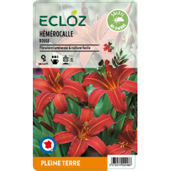 Hemerocallis sp. rouge ECLOZ