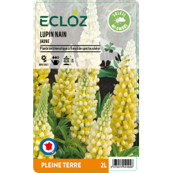 Lupinus polyphyllus jaune ECLOZ