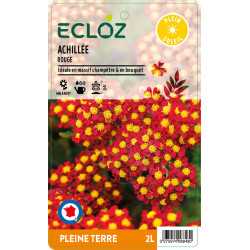 Achillea millefolium rouge ECLOZ