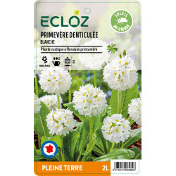 Primula denticulata blanche ECLOZ