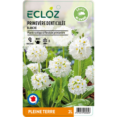 Primula denticulata blanche ECLOZ
