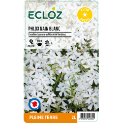 Phlox subulata blanc ECLOZ