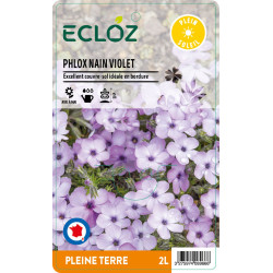 Phlox subulata violet ECLOZ