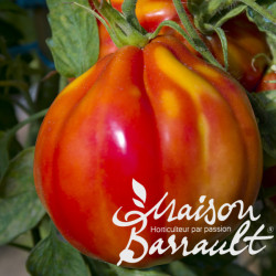 Tomate greffée type coeur de boeuf sél. Cardi