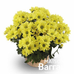 Chrysanthemum jaune