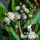 Sagittaria japonica (sagittifolia) 'Flore Ple