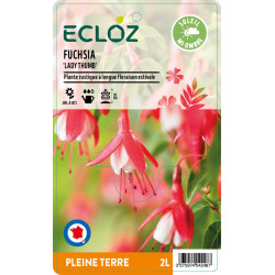 Fuchsia sp. 'Lady Thumb' ECLOZ