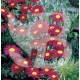 Pyrethrum roseum robinson's red