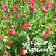 Salvia microphylla rouge
