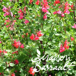 sauge arbustive à fleurs rouges - Salvia 'Flammenn' - plante vivace