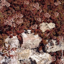 Sedum album 'Coral Carpet'