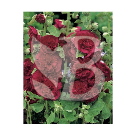 Alcea rosea pleniflora rouge