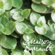 Misère - Callisie (plante attractive)