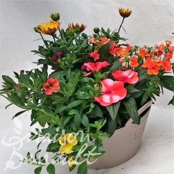 Coupe Modiform® 4 plantes printemps