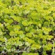 Euphorbia antigone