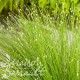 Scirpus cernuus fiber optic grass