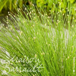 Isolepis cernua ‘Fiber Optic Grass'