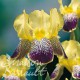 Iris germanica flaming dragon