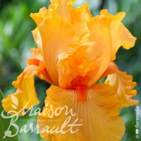 Iris germanica flaming orange