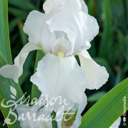 Iris germanica 'Glacier'