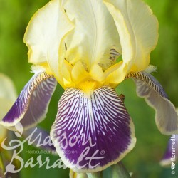 Iris germanica 'Stellata'