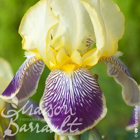 Iris germanica stellata