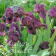 Iris pumila cherry garden