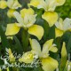 Iris sibirica butter and sugar