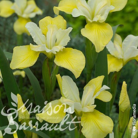 Iris sibirica butter and sugar