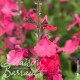 Salvia microphylla cavalieri d'alto