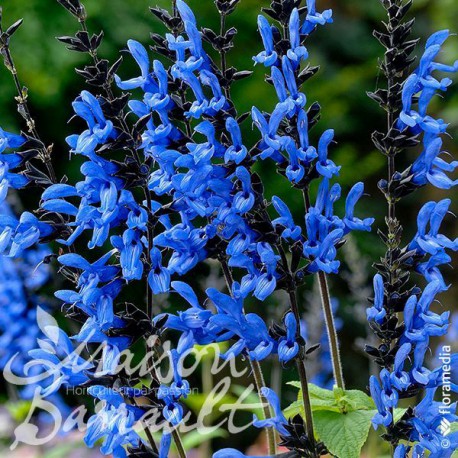 Salvia guaranitica black and blue