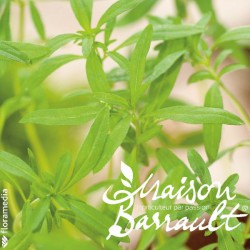 Sarriette commune (plante répulsive)