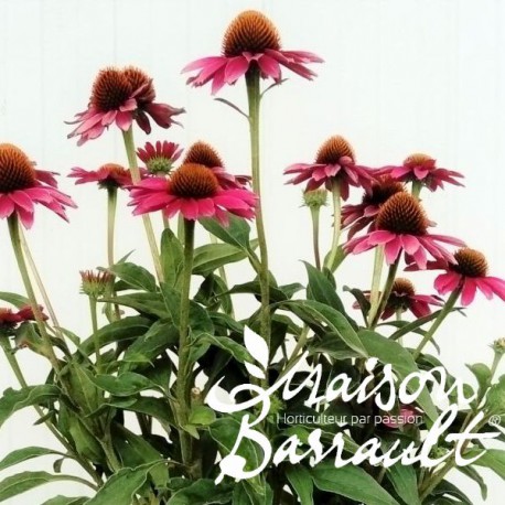 Echinacea purpurea sunseekers ® magenta
