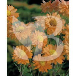 Chrysanthemum hybride lupo