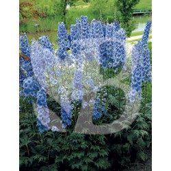 Delphinium hybride giant pacific blue jay