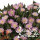 Delosperma jewel of desert rosequartz