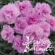 Dianthus plumarius whatfield can-can