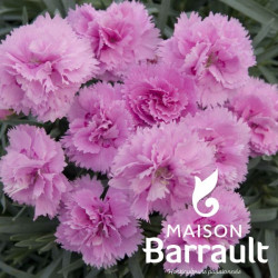 Dianthus plumarius whatfield can-can