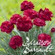 Dianthus plumarius scent first ® passion hot 