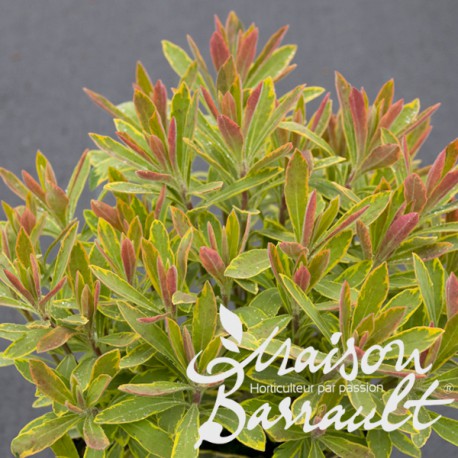 Euphorbia x martinii ascot rainbow ®