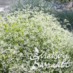 Euphorbia Diamond Frost ®