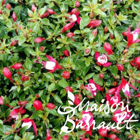 Fuchsia sun cherry ®